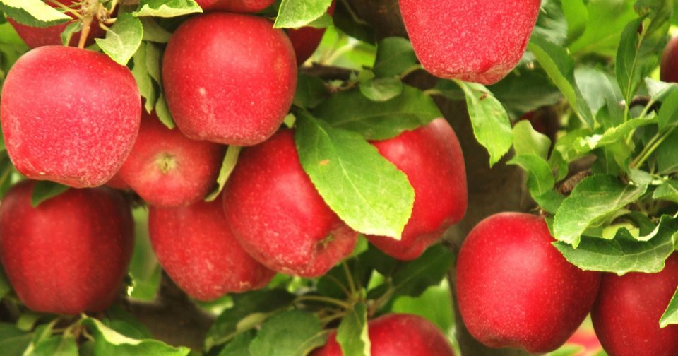 Apple - AN Triumph™ Apple on MM.111 - Cummins Nursery - Fruit Trees